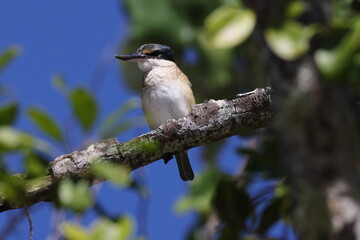 sacred kingfisher (Todiramphus sanctus) Queensland Australia