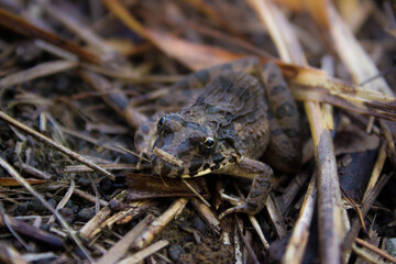 A brown frog with distinct black spots captured in clear detail, highlighting its natural texture and markings. Ideal for themes of wildlife, amphibians, and nature photography.