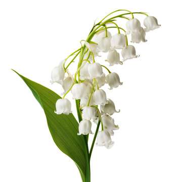 Lily of the valley flowers with green leaves and stems cascading down in a floral arrangement botanical presentation on white and transparent