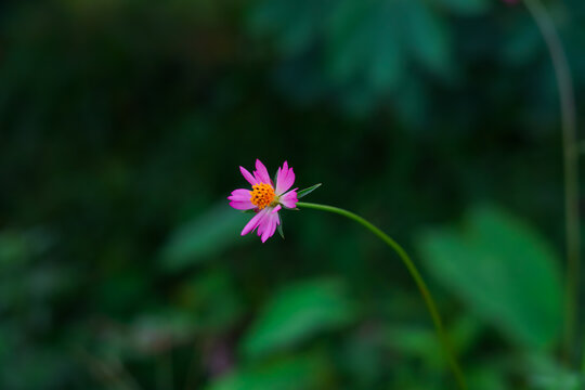 Cosmos caudatus, also known as the royal ulam in Malaysia, is native to Latin America