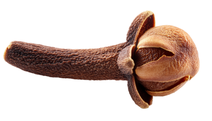 A single brown clove spice with a textured stem and a bulbous head with visible segments is shown on a white background cutout on alpha channel