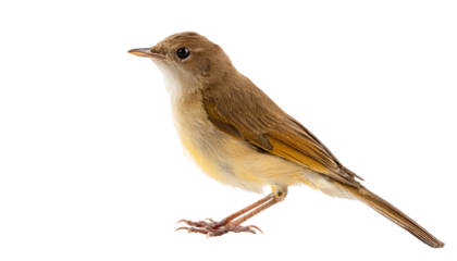 A small brown bird with yellow patches stands facing right its eye visible on a plain white surface solid white background and no background