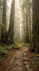 Obraz premium Tranquil Pathway Through Majestic Tall Trees in Misty Forest