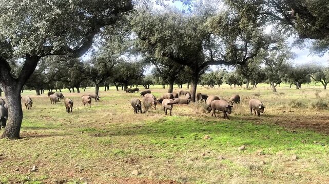 African swine fever