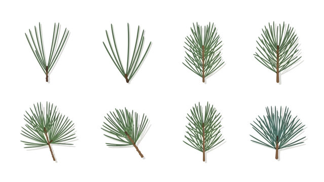 Detailed Botanical Illustration of Pine Tree Branches on a Clean White Background