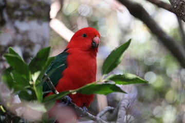 Curious Australian King-parrot (Alisterus scapularis)in the tree, Queensland Australia