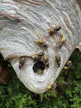 High angle close up of wasps around opening of wasp's nest
