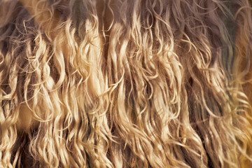 Full frame close up of golden sheep's wool in sunlight