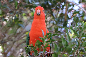 Curious Australian King-parrot (Alisterus scapularis)in the tree, Queensland Australia