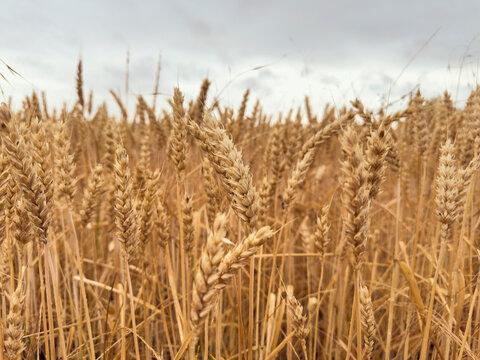 Close up of golden wheat crop growing in agricultural field
