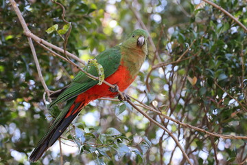 Curious Australian King-parrot (Alisterus scapularis)in the tree, Queensland Australia