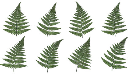 Isolated fern fronds create a visually appealing pattern on a white background showcasing natures