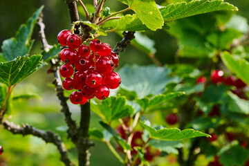 Vibrant red currants growing on branch amidst lush green leaves
