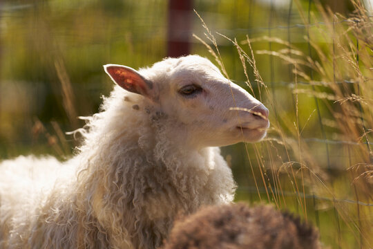 Profile of white sheep in sunlight on rural farm
