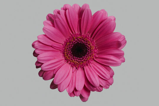Close up flat lay of beautiful, vibrant pink gerbera daisy flower head against gray background

