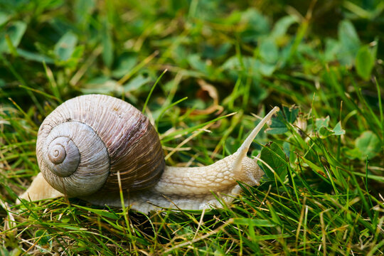 Close up of Roman Snail, Helix pomatia, in grass
