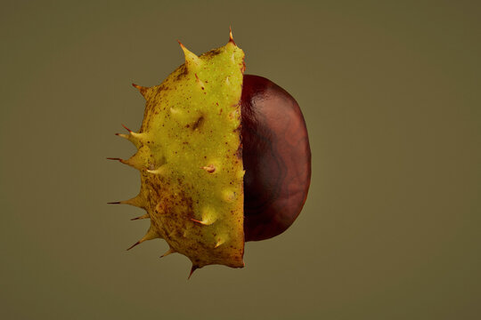 Close up of brown chestnut inside half of its spiky shell floating against green background
