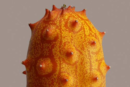 Extreme close up of orange, patterned kiwano horned fruit against gray background
