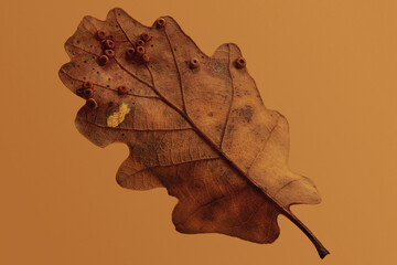 Galls on the underside of an oak leaf of the Silk Button Gall Wasp on orange background
