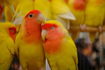 Cute Lovebirds Snuggling Together — Colorful Yellow and Red Parrots in a Close-Up Portrait