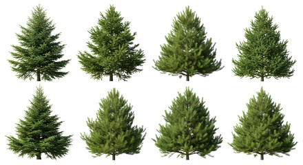 Set of isolated green evergreen pine and fir branches for Christmas, winter holiday, and new year decoration