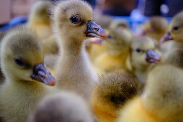 Cute Baby Gosling Standing in a Flock – Close-Up Portrait with Soft Bokeh Background
