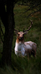 deer in the forest