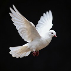 white dove on black background