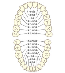 歯の名称　歯列 © koti