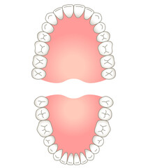 歯列　上顎と下顎 © koti