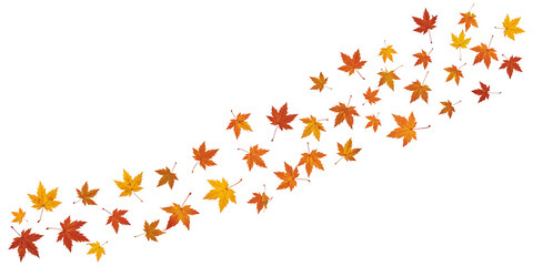 Autumn maple leaves in a vibrant swirl, falling in a diagonal pattern, isolated on white background