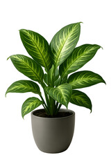 green plant in a pot
