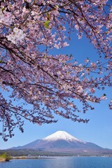 満開の桜と富士山