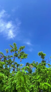 Windblown Green Leaves and Tamarinds of Tamarind Tree on Bright Blue Sky Background with Bird and Insect Flying Compound of a Monastery at Bangkok, Thailand. 08 MAR 2025, A.M./ Slow Down Video
