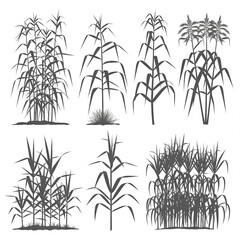 A collection of silhouette illustrations showcasing various reeds, each depicted with slender, elongated leaves and stems, creating a natural and organic aesthetic, isolated on white background.