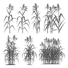Obraz premium This image features a collection of stylized illustrations of tall, reedy plants, likely reeds or cattails, rendered in a clean, graphic, and monochromatic style with bright gray silhouettes.