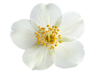 White bloom with yellow stamen on black
