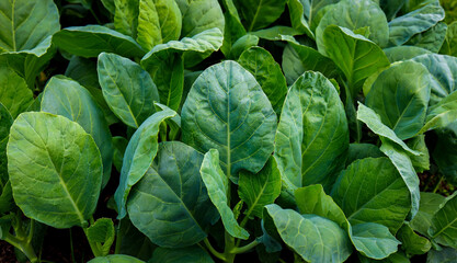 The Lush Texture of Collard Greens (or Kale)