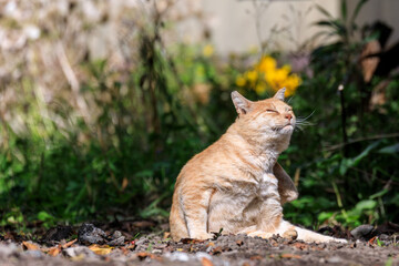 北海道洞爺湖町、日向ぼっこする野良猫【9月】