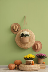 Pots with chrysanthemum flowers and decor near green wall in room