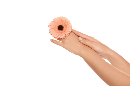 Two hands cradle a peach flower gently, isolated on white, PNG