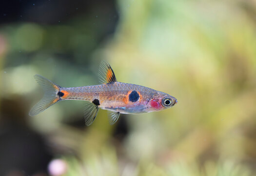Boraras maculatus in aquarium