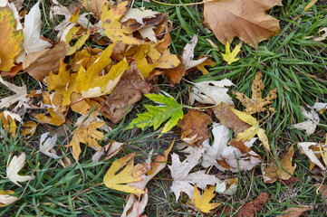 Autumn maple leaves on grass. The bright colors of fall. Autumn fall leaves in sunlight