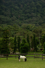 Fototapeta premium A grazing horse in a green field with trees and mountains