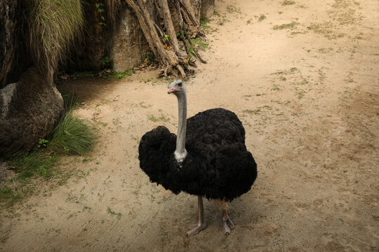 Ostrich strolls on sandy ground amid green foliage