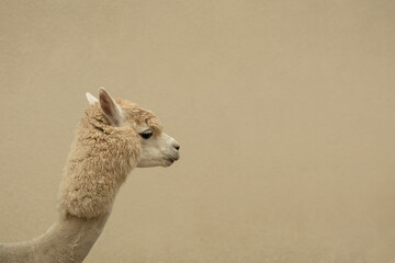 Naklejka premium Light-colored alpaca profile facing left with smooth fur