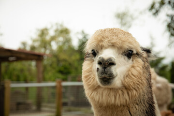 Naklejka premium Llama with soft fur stands in a ranch setting