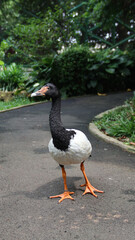 Anseranas semipalmata or the magpie goose is a black and white goose