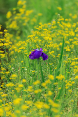 北海道苫小牧市、錦大沼ハナショウブ園で咲き誇るハナショウブ・紫式部（伊勢系）【7月】