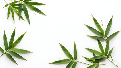 Fototapeta premium Close-up of vibrant green bamboo leaves against a clean white background, showcasing natural beauty.